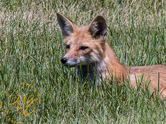 -Indiana Birds and Wildlife 2022 6388-Edit-Edit