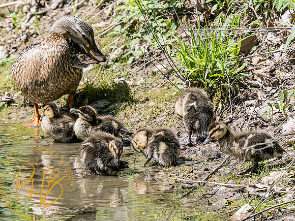 Indiana Birds and Wildlife 2024 5380-Edit