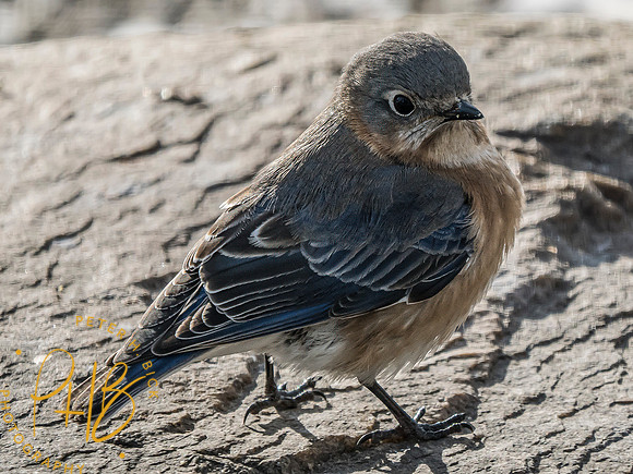 Indiana Birds and Wildlife 2025 1251-Edit