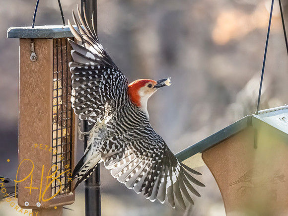 Indiana Birds and Wildlife 2024 1284-Edit