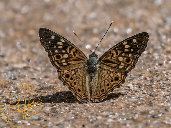 Indiana Birds and Wildlife 2025 8708-Edit