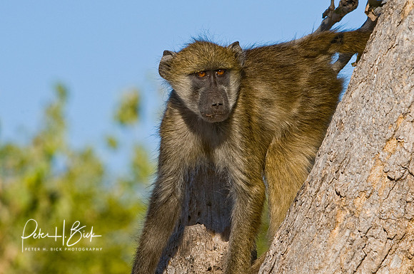 Africa 08 4242