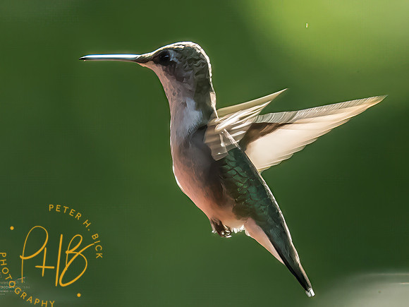 Indiana Birds and Wildlife 2025 8622-Edit-Edit