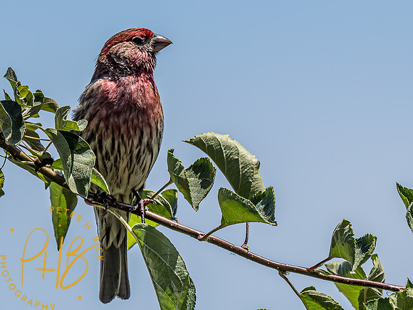 -Indiana Birds and Wildlife 2022 6539-Edit-Edit