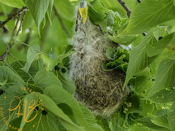 -Indiana Birds and Wildlife 2022 5751-Edit-Edit