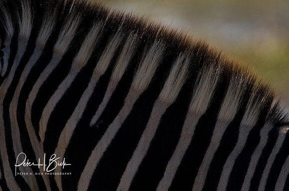 Africa 08 9229