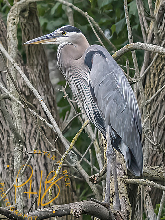 Indiana Birds and Wildlife 2025 8187-Edit-Edit
