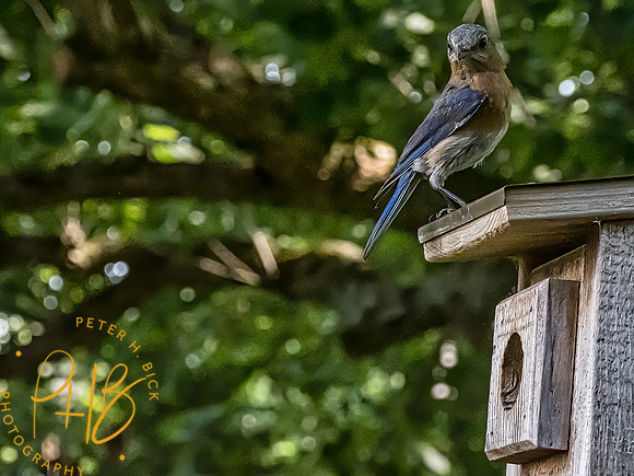 -Indiana Birds 2020 13213-Edit-Edit