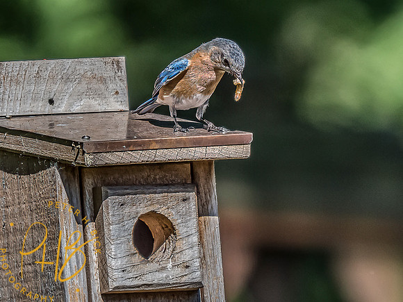 -Indiana Birds and Wildlife 2022 6571-Edit-Edit
