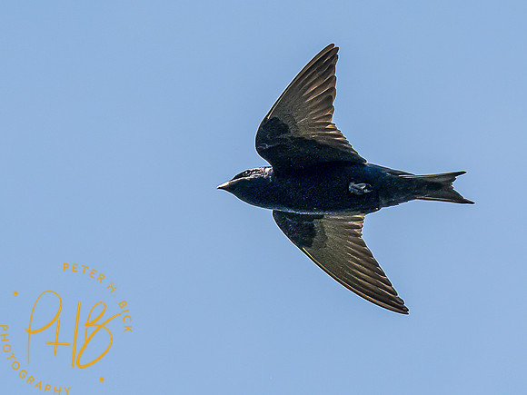 -Indiana Birds and Wildlife 2022 5379-Edit-Edit