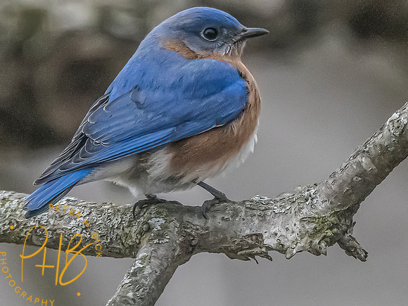 -Indiana Birds and Wildlife 2022 2631-Edit-Edit