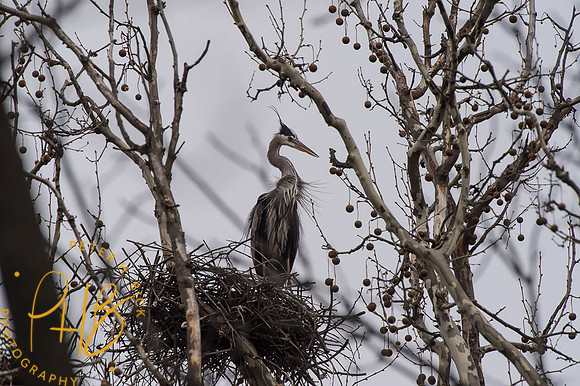 Indy Heron Rookery 2014 0059