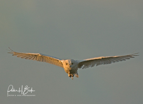 Snowy Owl 8-04 490p