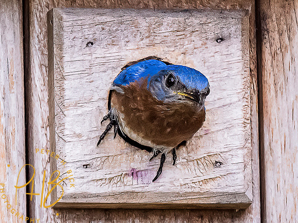 -Indiana Birds and Wildlife 2022 7161-Edit-Edit