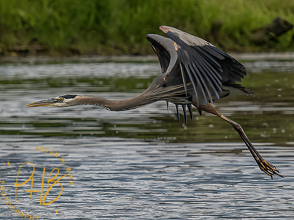 -Indiana Birds and Wildlife 2022 5609-Edit-Edit