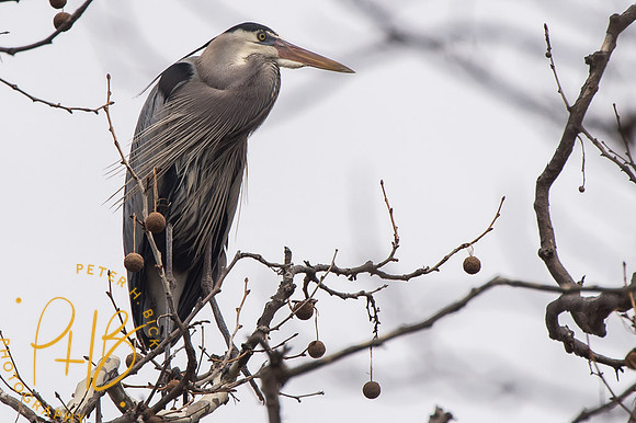 Indy Heron Rookery 2014 0096