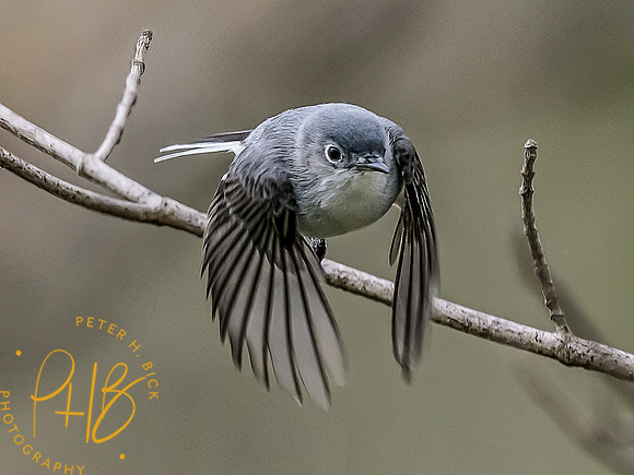 -Indiana Birds and Wildlife 2022 3884-Edit-Edit