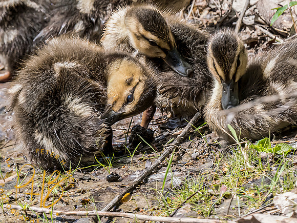 Indiana Birds and Wildlife 2024 5402-Edit