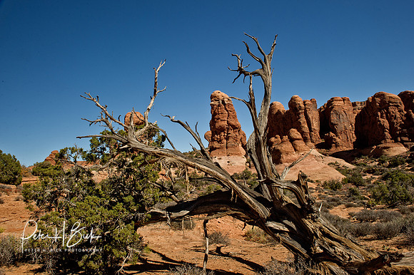 Arches NP 2011 0081
