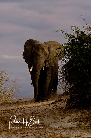 Africa 08 3821