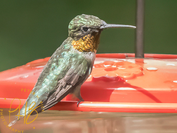 Indiana Birds and Wildlife 2025 8758-Edit