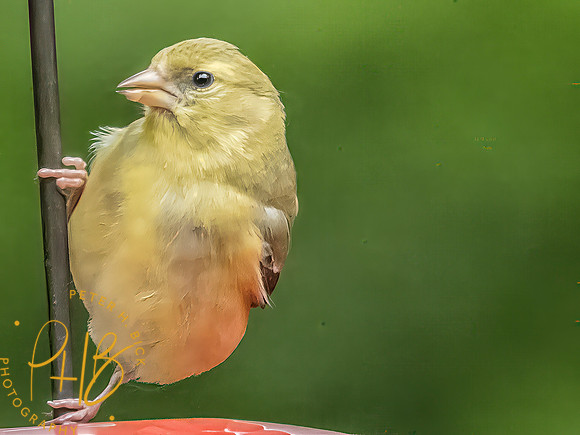 Indiana Birds and Wildlife 2025 8672-Edit-Edit
