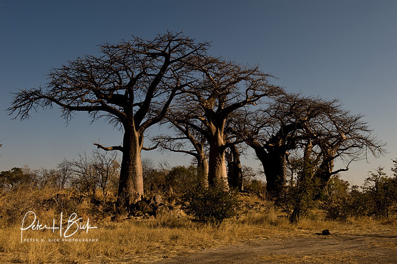Africa 08 8546
