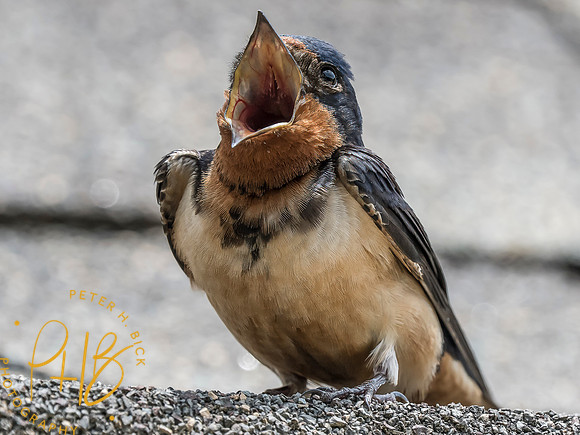Indiana Birds and Wildlife 2025 7471-Edit