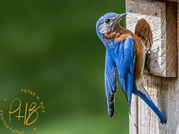 -Indiana Birds and Wildlife 2022 4907-Edit-Edit