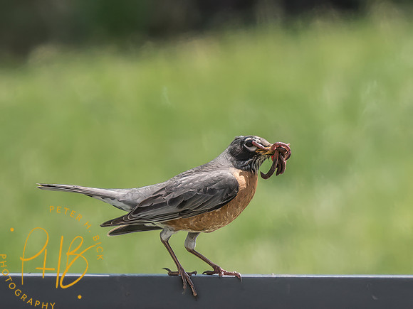 Indiana Birds and Wildlife 2025 6436-Edit-Edit