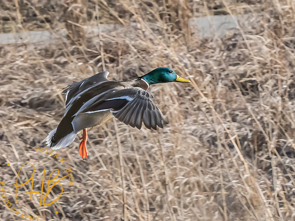 Indiana Birds and Wildlife 2025 1855-Edit