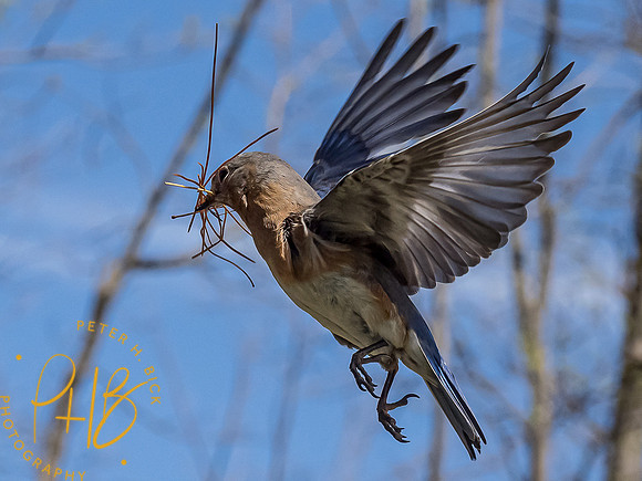 -Indiana Birds and Wildlife 2021 5441-Edit