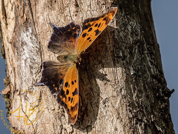 Indiana Birds and Wildlife 2024 5488-Edit