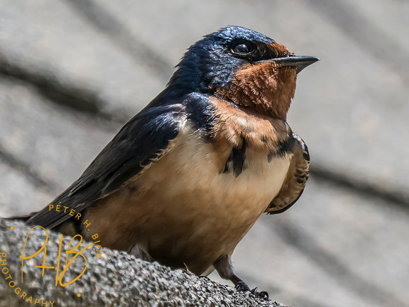 Indiana Birds and Wildlife 2025 6457-Edit