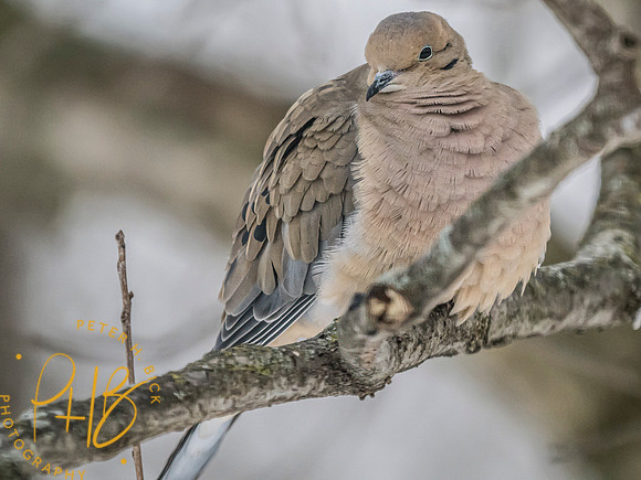 Indiana Birds and Wildlife 2025 0115-Edit