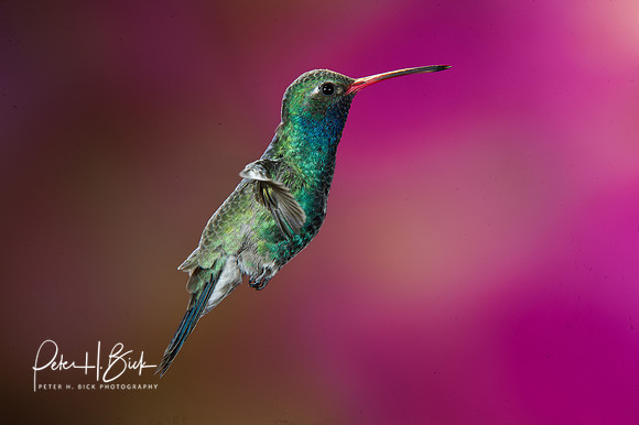 Broad-Billed Hummingbird  1575