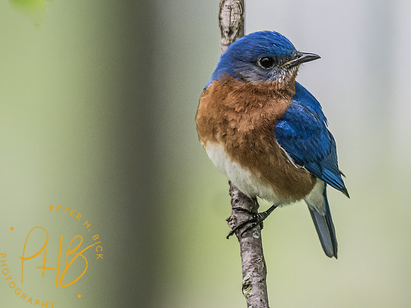 -Indiana Birds and Wildlife 2022 4825-Edit-Edit