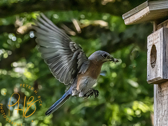 -Indiana Birds 2020 13176-Edit-Edit