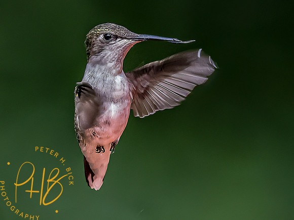 -Indiana Birds and Wildlife 2022 6973-Edit-Edit