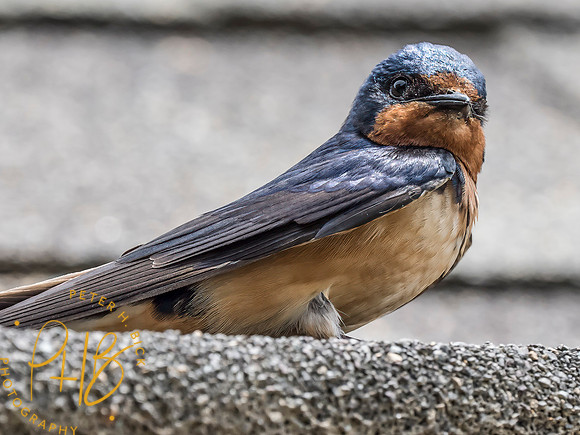 Indiana Birds and Wildlife 2025 7467-Edit