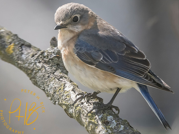 Indiana Birds and Wildlife 2025 4141-Edit