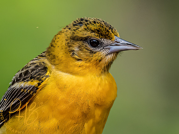 -Indiana Birds and Wildlife 2022 5052-Edit-Edit