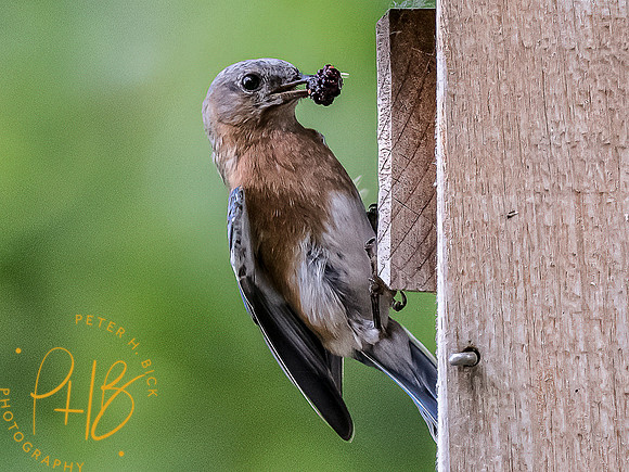 -Indiana Birds and Wildlife 2022 7145-Edit-Edit