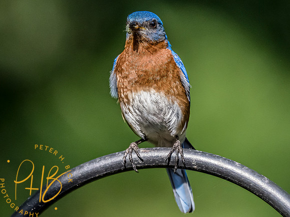 -Indiana Birds and Wildlife 2022 6192-Edit-Edit