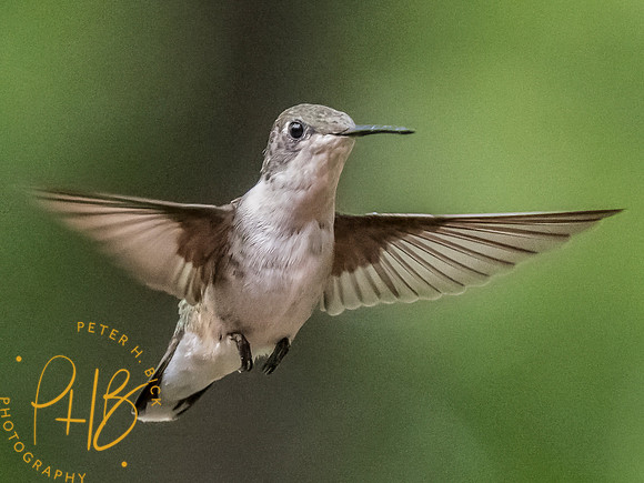Indiana Birds and Wildlife 2025 9720-Edit