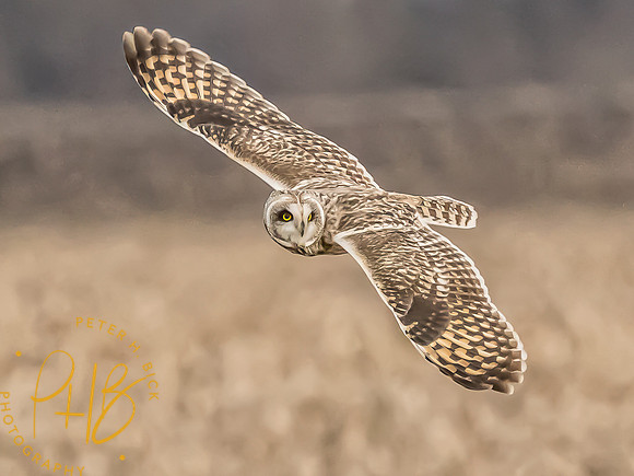 Indiana Birds and Wildlife 2024 1584-Edit
