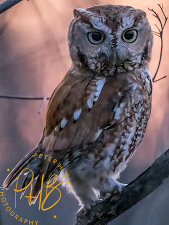 Indiana Birds and Wildlife 2025 3995-Edit