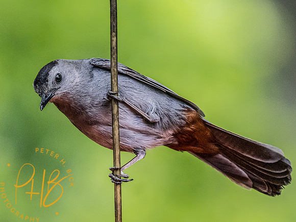 -Indiana Birds and Wildlife 2022 5139-Edit-Edit