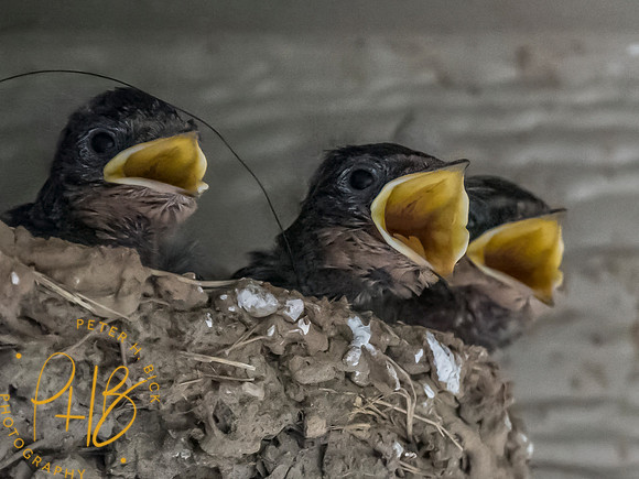 Indiana Birds and Wildlife 2025 7018-Edit