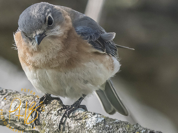 Indiana Birds and Wildlife 2025 4208-Edit